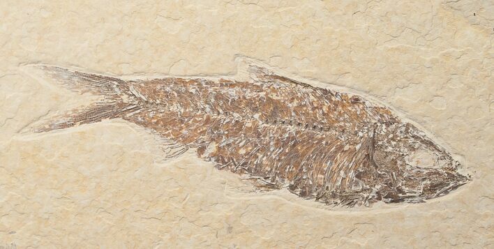 Bargain Knightia Fossil Fish - Wyoming #16479